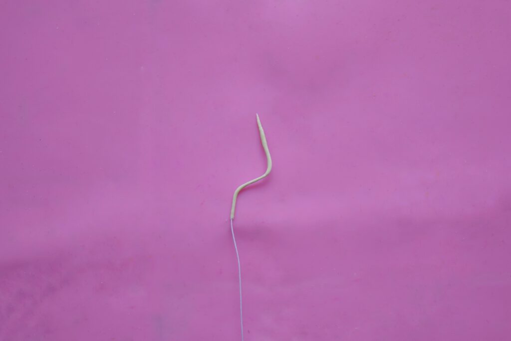 Create the Pistil and Stamens 1